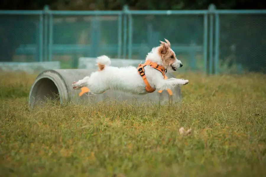 jack russell terrier szorstkowłosy pies biega po trawie