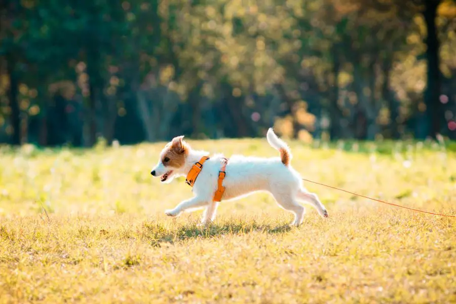 jack russell terrier gładkowłosy szczeniak biegnie na lince