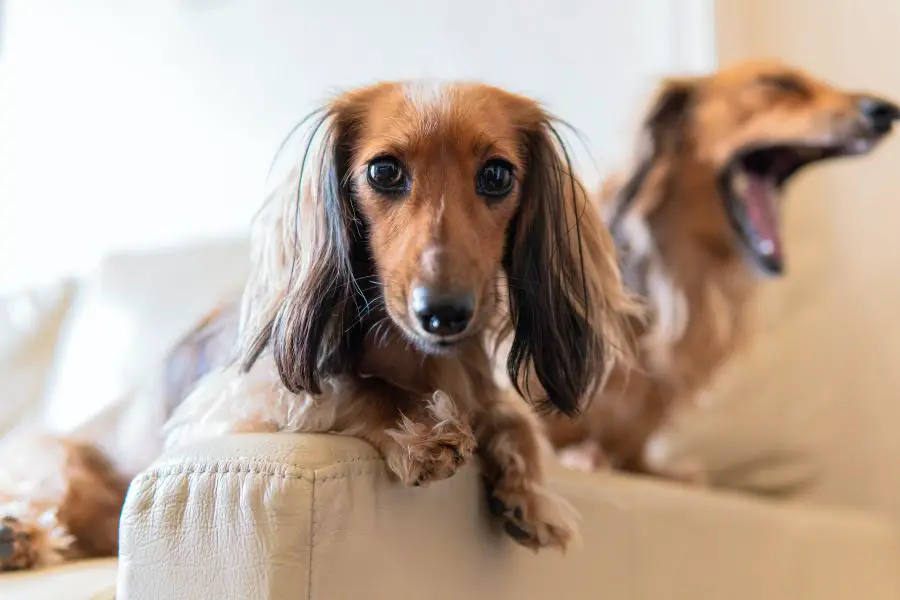 jamnik długowłosy dwa psy siedzą na fotelu