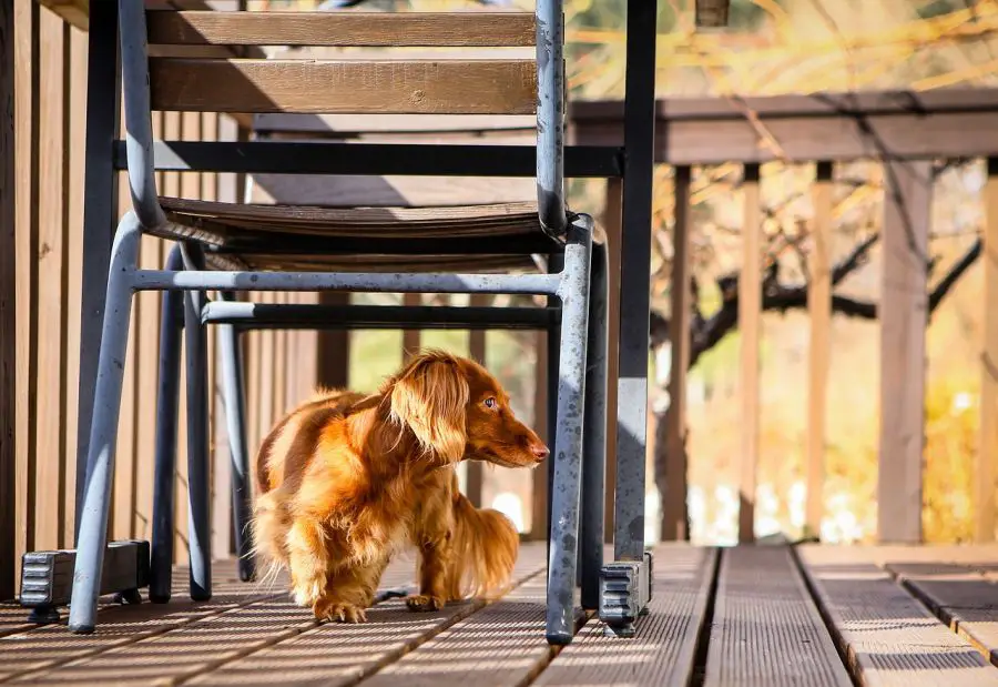 jamnik długowłosy pies  chodzi po tarasie pod krzesłem