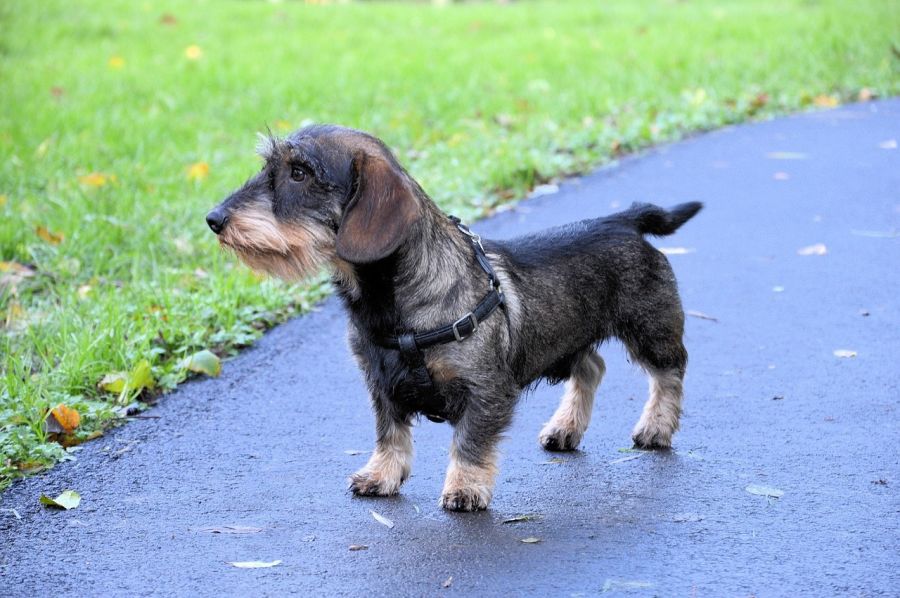 jamnik szorstkowłosy pies stoi na chodniku