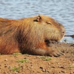 kapibara
