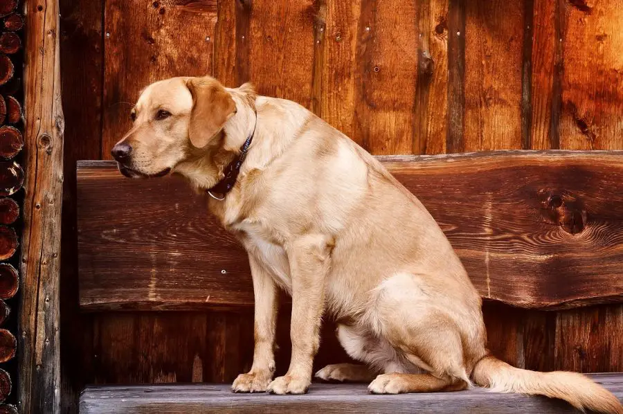 labrador retriever biszkoptowy pies siedzi na progu domu