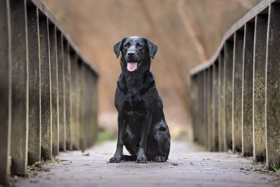 labrador retriever czarny pies siedzi na moście