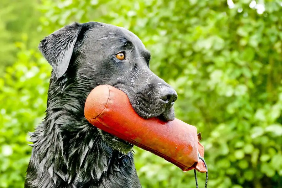labrador retriever czarny mokry pies z aportem w pysku