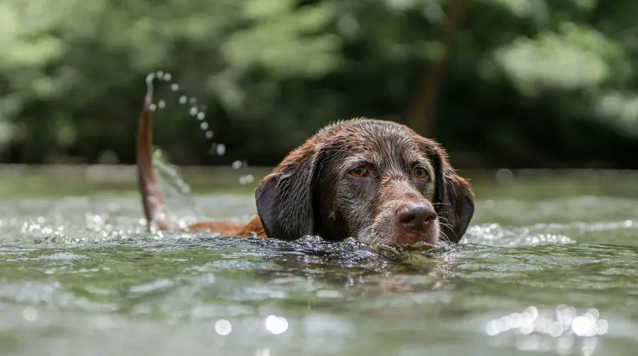 labrador retriever czekoladowy pies pływa