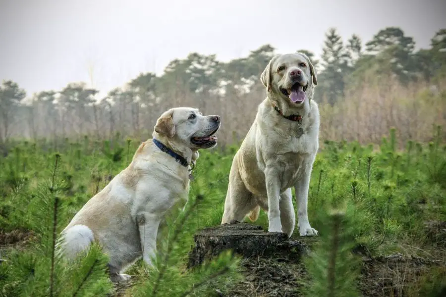 labrador retriever dwa biszkoptowe psy siedzą na łące