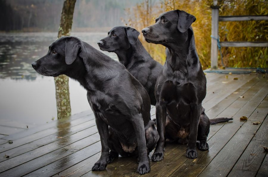 labrador retriever trzy czarne psy siedzą na pomoście
