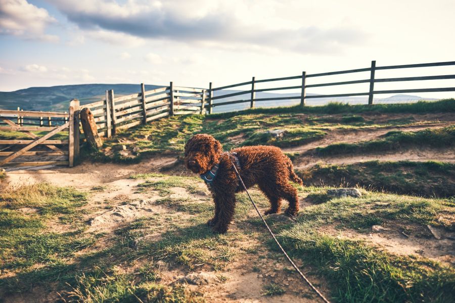 lagotto romangolo pies stoi na smyczy na spacerze