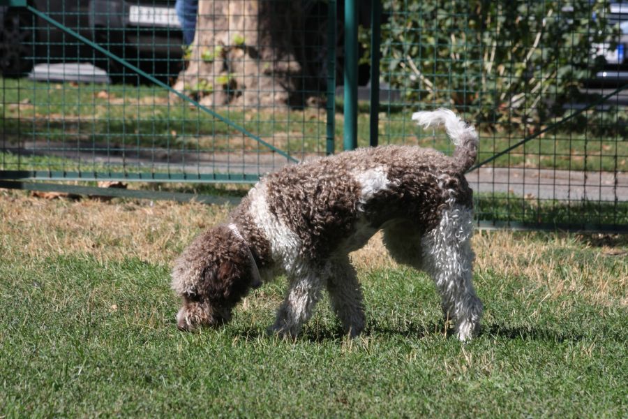 lagotto romangolo pies węszy w trawie