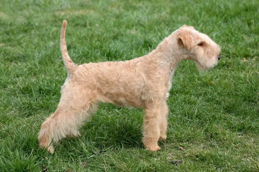 lakeland terrier pszeniczny pies stoi na trawie