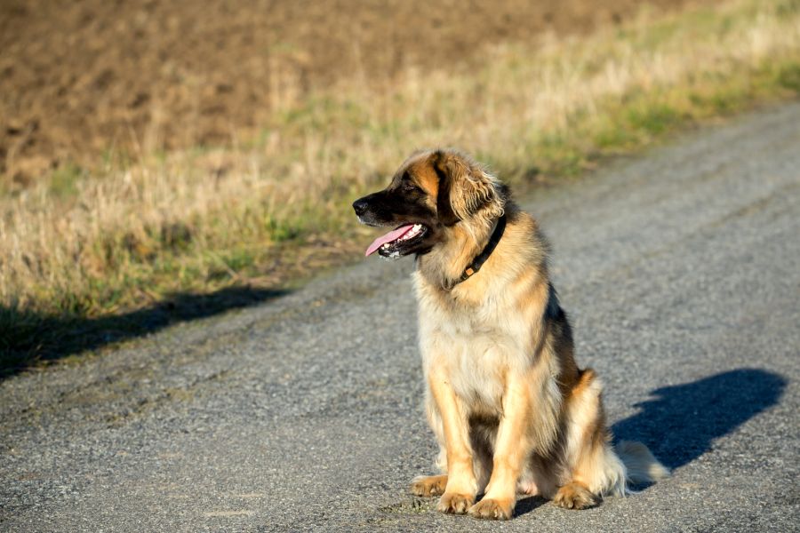 leonberger pies siedzi na drodze
