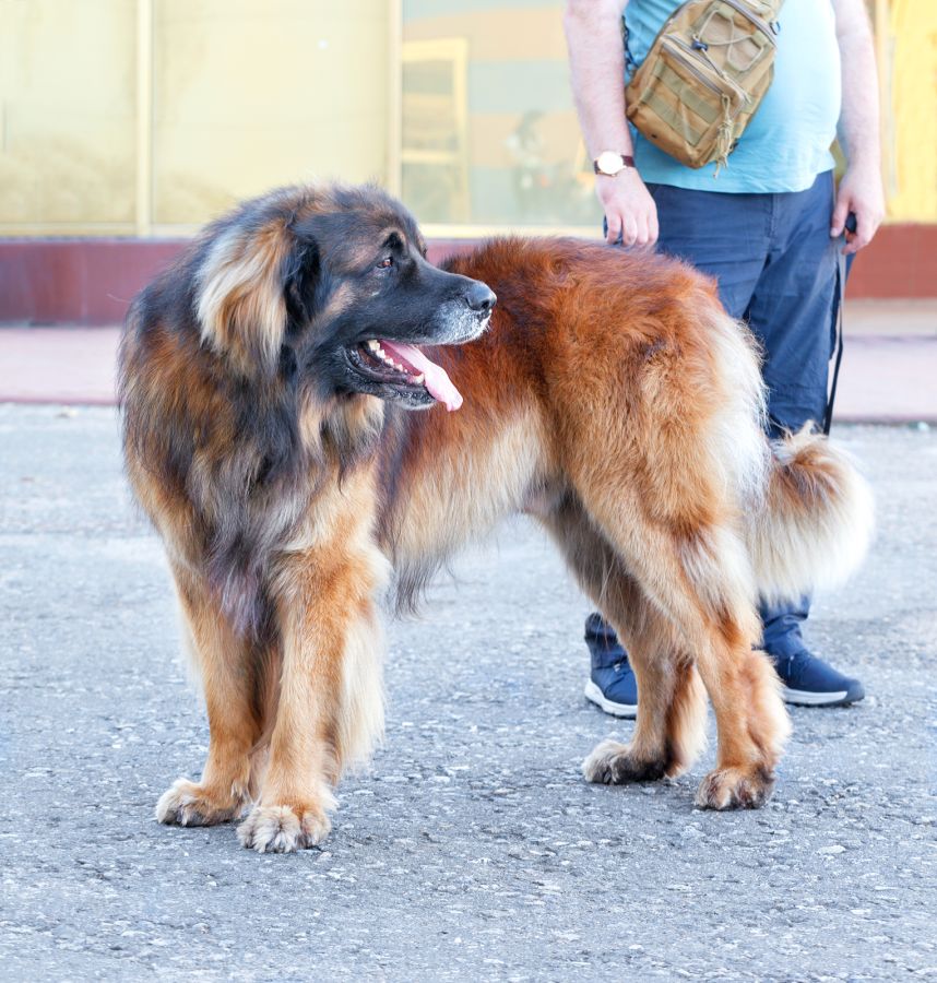 leonberger pies stoi na chodniku