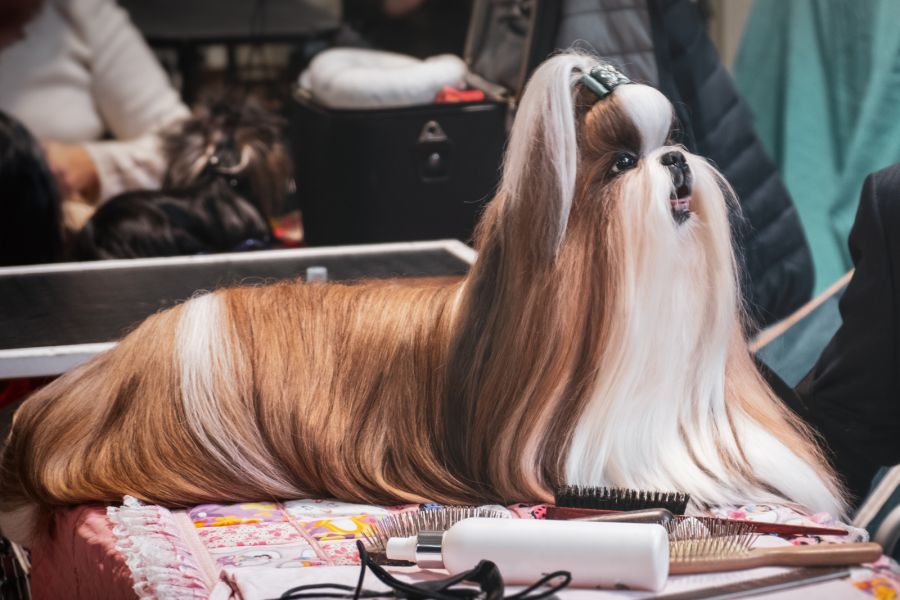 lhasa apso pies w wystawowej fryzurze