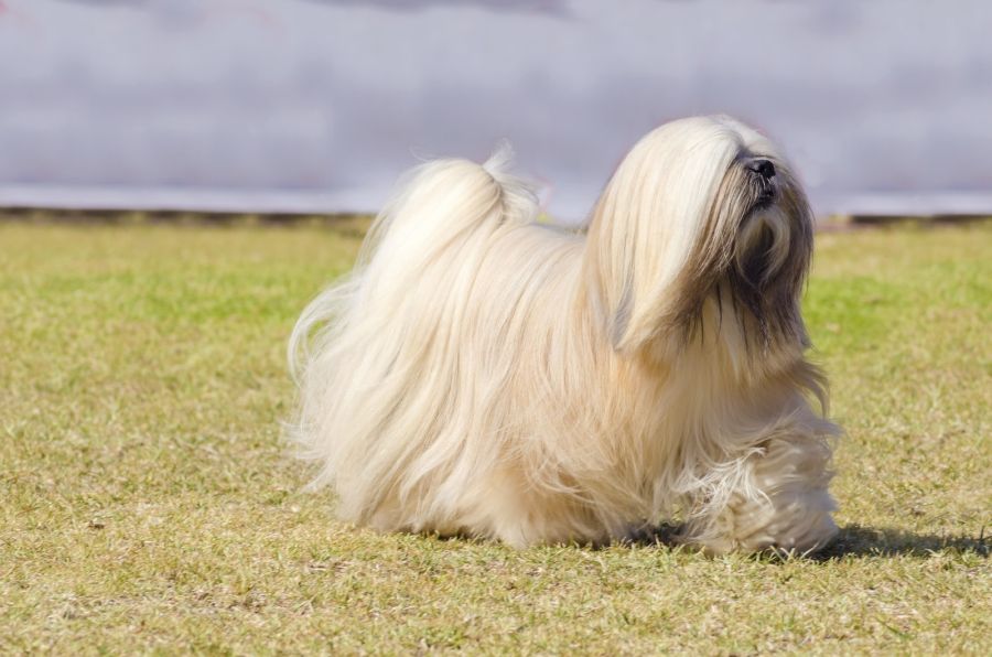 lhasa apso pies z długim włosem biegnie