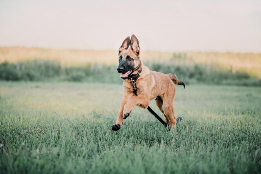 malinois owczarek belgijski młody pies biegnie po trawniku