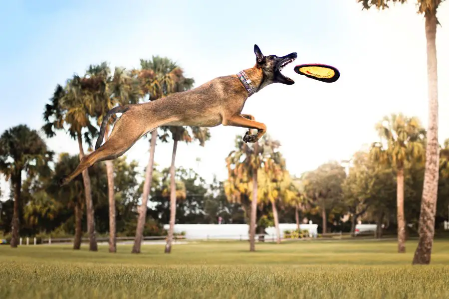 malinois owczarek belgijski pies łapie frisbee w locie