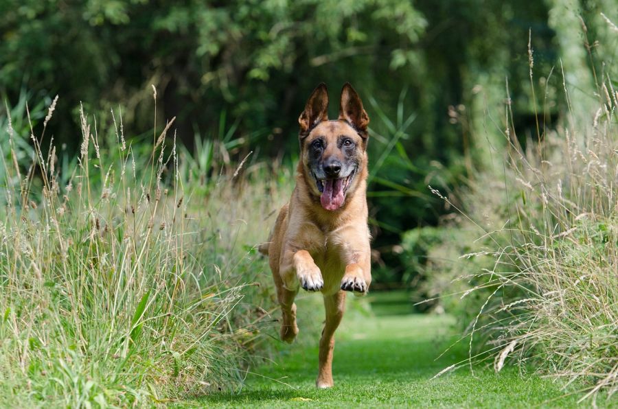 malinois owczarek belgijski starszy pies biegnie między trawami