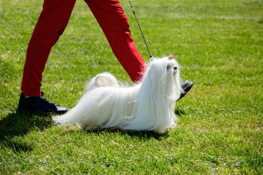 maltańczyk dorosły pies wystawowy z długim włosem na wystawie psów