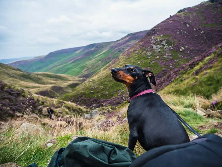 manchester terrier dorosły pies siedzi na tle gór
