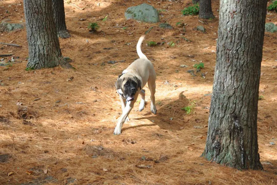 mastif angielski biega po lesie