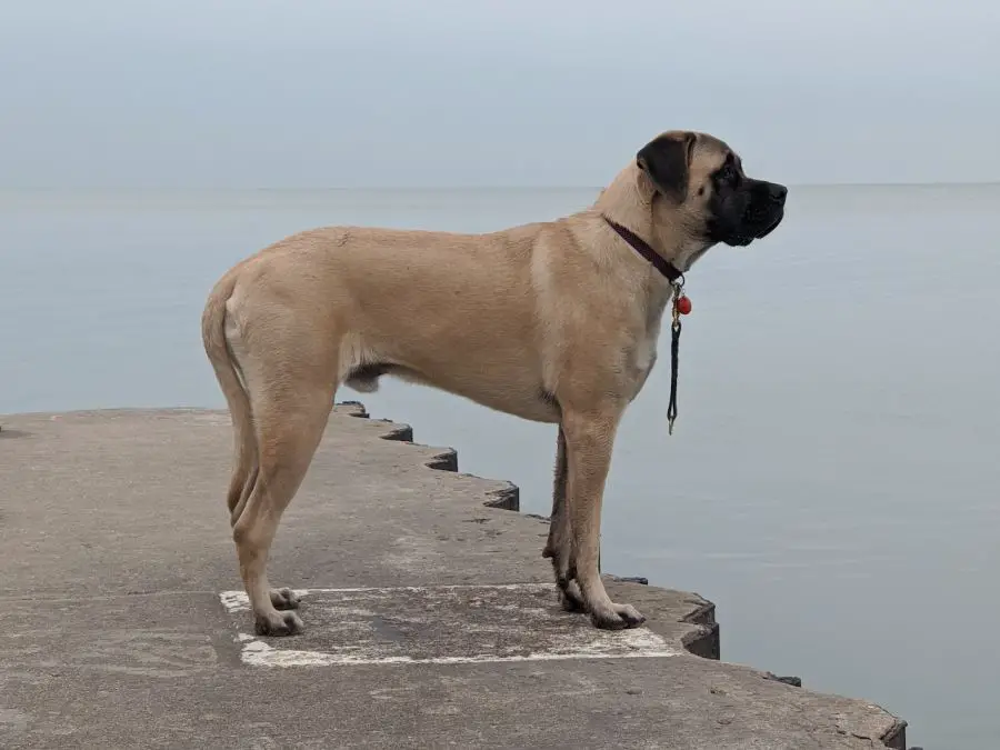 mastif angielski stoi na skraju pomostu