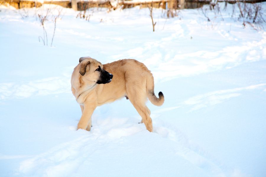 mastif hiszpański szczeniak na śniegu