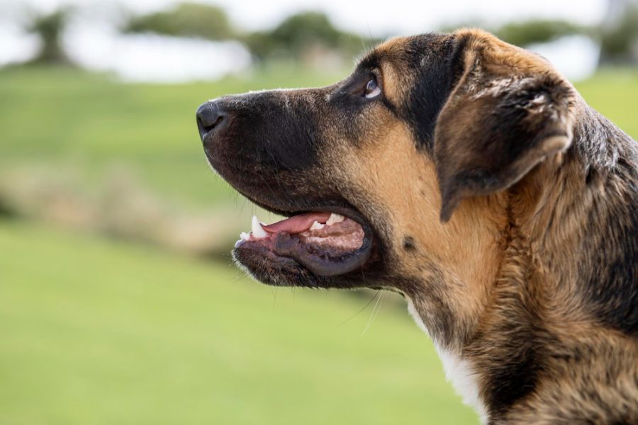 mastif hiszpański portret psa bokiem