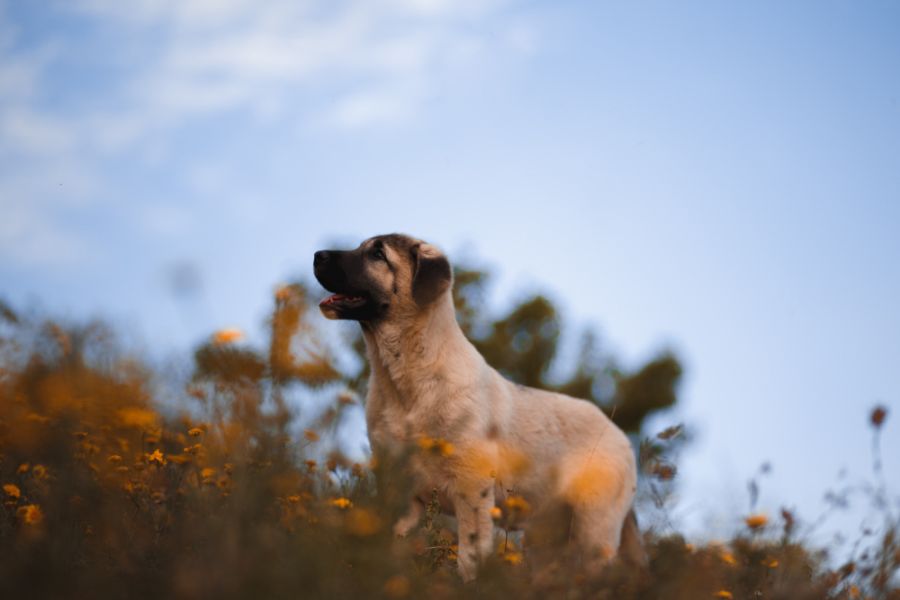 mastif hiszpański szczeniak stoi na łące na tle nieba
