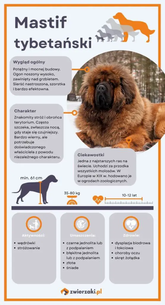 Mastif tybetański infografika