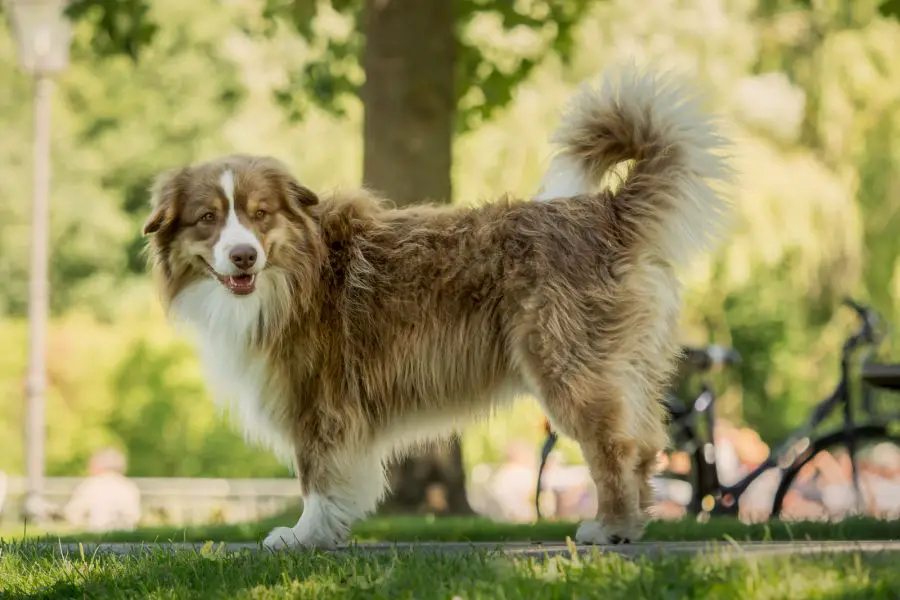 miniaturowy owczarek australijski dorosły pies stoi w parku