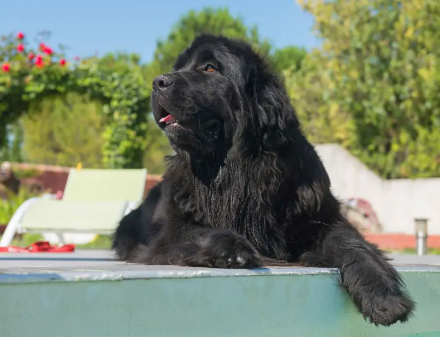 nowofundland czarny pies leży przy basenie
