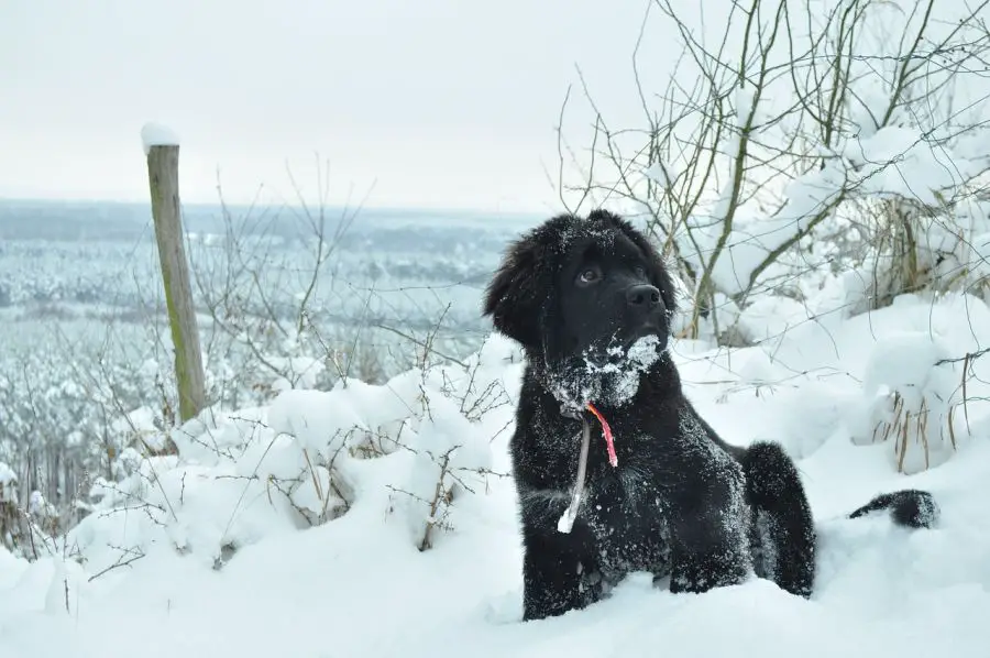 nowofundland czarny szczeniak siedzi w sniegu