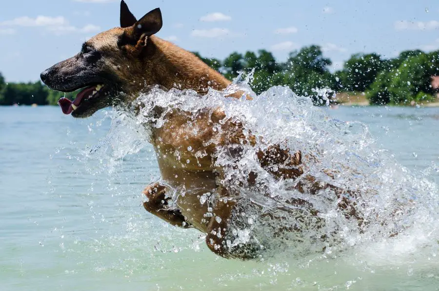 owczarek belgijski malinois dorosły pies biegnie przez wodę