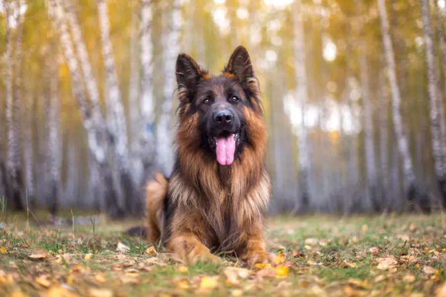 owczarek niemiecki długowłosy pies leży jesienią na tle lasu