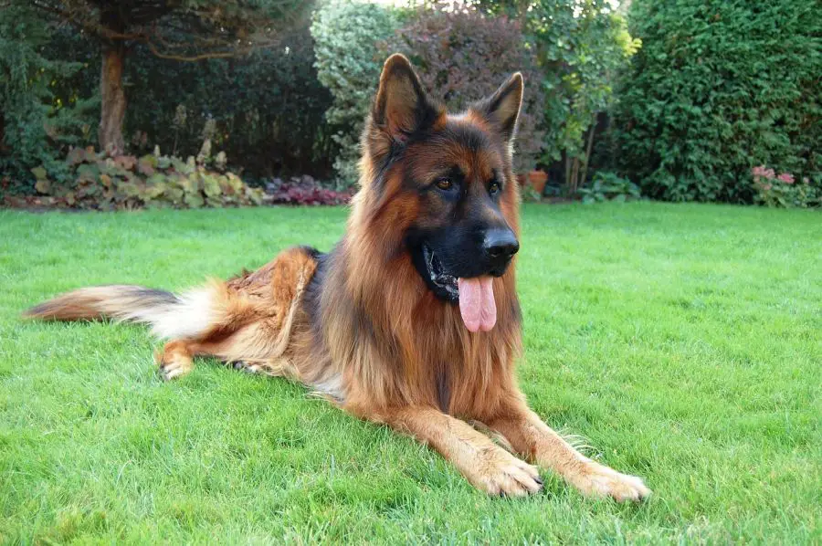 owczarek niemiecki długowłosy pies leży na trawniku