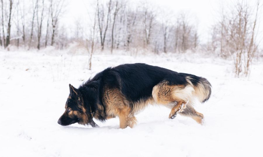 owczarek niemiecki długowłosy pies węszy w śniegu