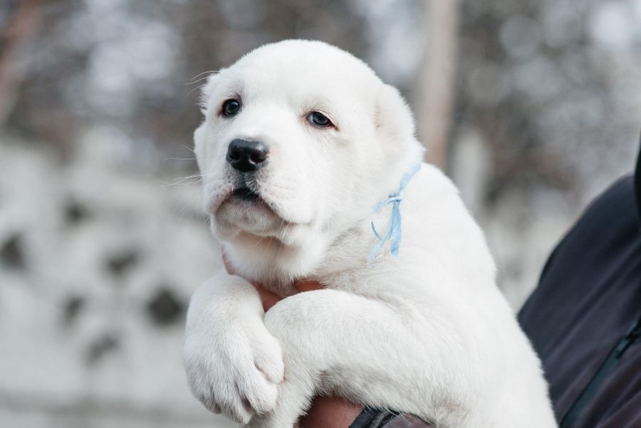 owczarek środkowoazjatycki pies cao ałabaj szczeniak biały na rękach u człowieka