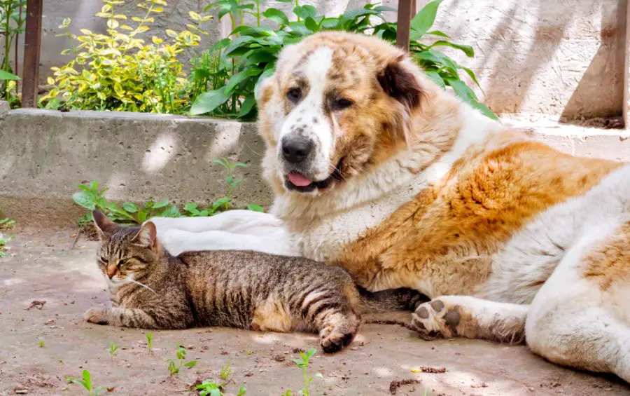 owczarek środkowoazjatycki pies cao ałabaj pies leży z kotem