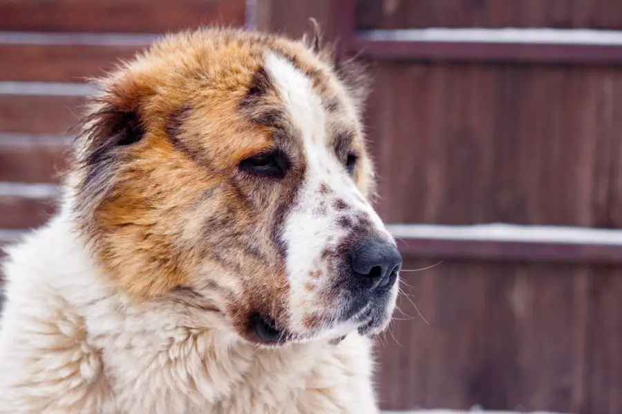 owczarek środkowoazjatycki pies cao ałabaj portret psa