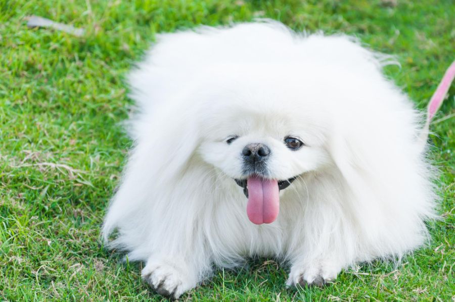 pekińczyk biały pies z długim włosem