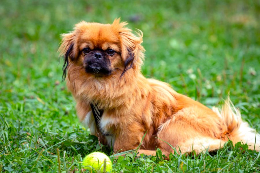 pekińczyk młody pies z piłką