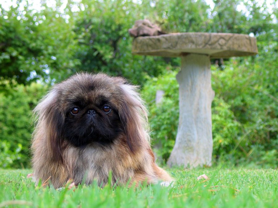 pekińczyk pies leży na trawniku