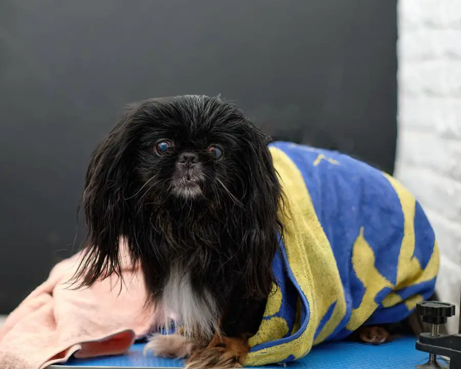 pekińczyk pies po kąpieli przykryty ręcznikiem