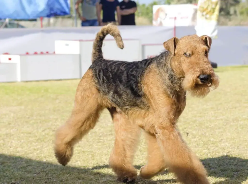 psy obronne Airedale terrier