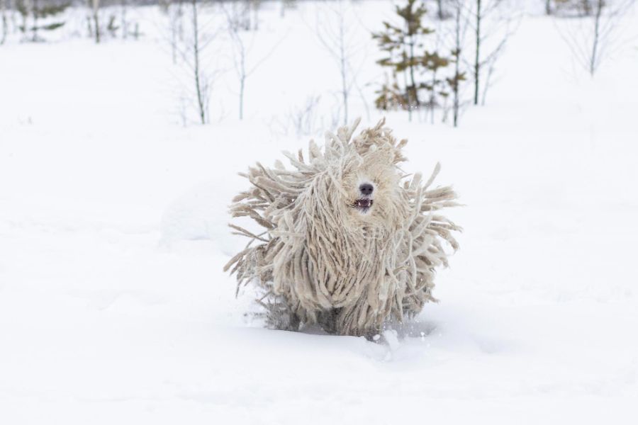 pies rasy komondor biegnie po śniegu