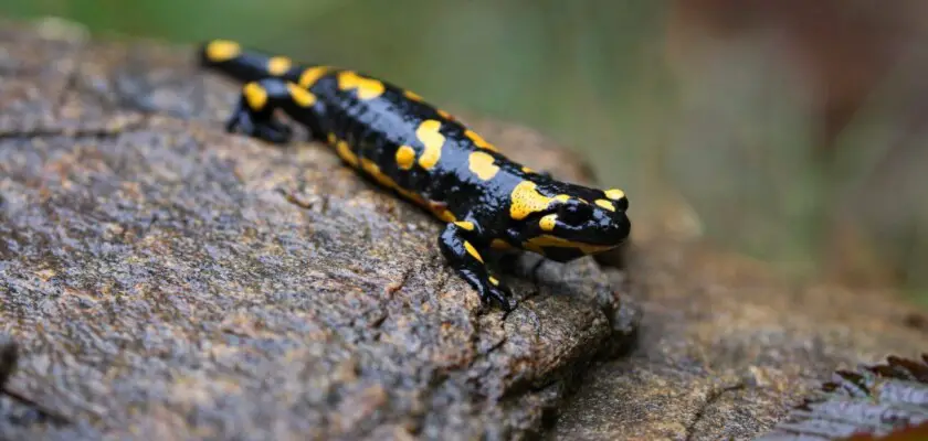 salamandra