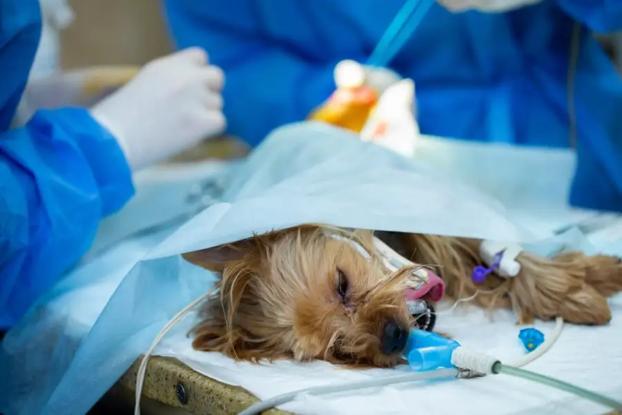 sterylizacja psa Od jakiego wieku warto rozważać sterylizację