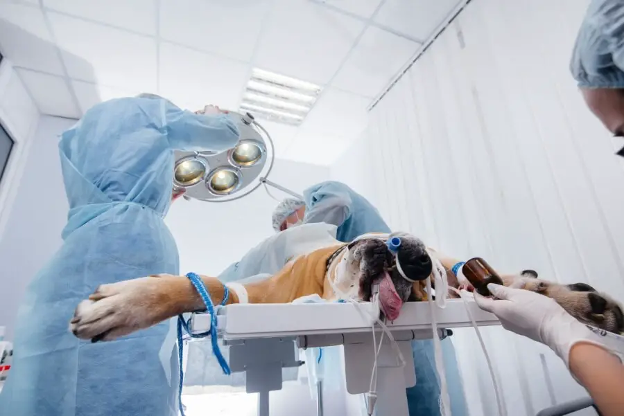sterylizacja psa sterylizacja suki jakie badania trzeba przeprowadzić
