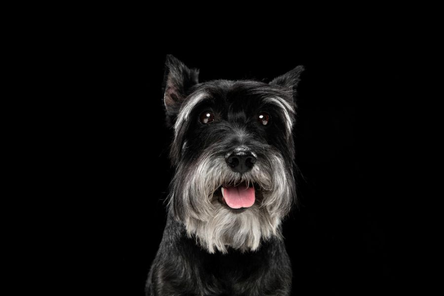 sznaucer miniaturowy portret psa na czarnym tle